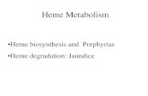 9 heme metabolism