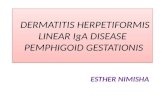 Dermatitis herpitiformis, liear ig A  , pemphigoid gestationis