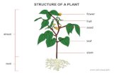 Plant Structure - Seed Plants