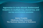 Aggression in male atlantic bottlenosed dolphins final
