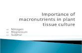 Macronutrients in Plant Tissue Culture (N,Mg,S)