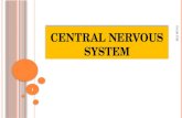 The Central Nervous System Physiology Lect 2