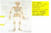 07 Appendicular Skeleton   Pelvic Girdle And Lower Limbs