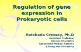 Prokaryote Expression