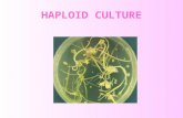 Haploid Culture