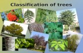 Classification of trees
