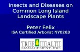 Insects and Diseases on Common Long Island Landscape