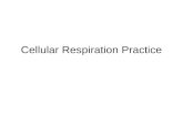 Bio 100 Cellular respiration practice