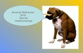 Animal behavior and social relationships