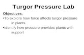 Turgor pressure lab