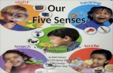 Our Five Senses Webquest