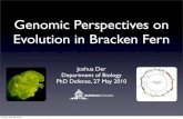 Genomic Perspectives on Evolution in Bracken Fern