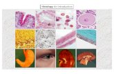 Histology: An Introduction