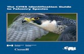 Falconry Guide - Public Edition (Sm)
