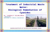 Treatment of industrial waste water biological remediation of cyanides