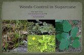 Weeds control in sugarcane