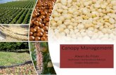 Canopy management   mature orchard management methods utilised in south africa - alwyn du preez