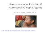 Neuromuscular junction & autonomic ganglia
