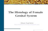 histologic structure of female genital system