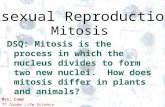 Mitosis Ppt