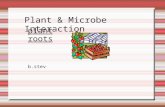 Plant & Microbe Interaction - plant roots