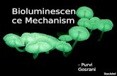 Bioluminescence mechanism