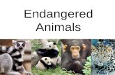 Endangered animals   bullet points suggestions