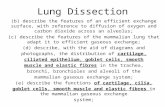 Lung dissection lesson 3
