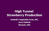 High Tunnel Strawberries 2012