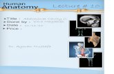 Anatomy, Lecture 10, Abdominal Wall (1) (Lecture Notes)