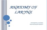anatomy of larynx by ravindra daggupati