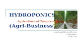 Hydroponics Agriculture of Tomorrow