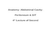 Anatomy, Lecture 10, Abdominal Cavity 1 (Slides)