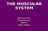 Muscular System - Birdville ISD
