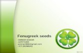Fenugreek seeds - Cultivation and Gum production.