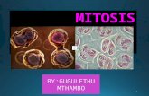 MITOSIS: LIFE SCIENCES FOR GRADE 10`S