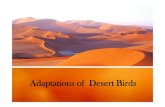 Adaption of birds desert