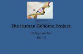 The human genome project