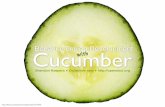 Behavior Driven Development with Cucumber