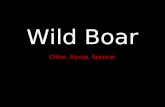 Wild boars keynote