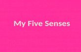 My five senses202