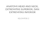 Pleno Anatomi Head and Neck, Extremitas Superior,