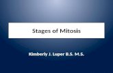 Stages of mitosis final project itp