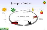Biodiesel from Jatropha Project