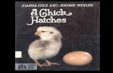 A chick hatches
