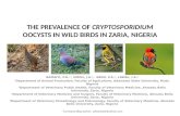The prevalence of cryptosporidium oocysts in wild birds