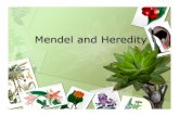 Mendel and heredity pdf