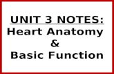 Anatomy unit 3 cardio and respiratory systems heart anatomy notes