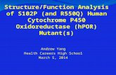Structure-Function Analysis of POR Mutants
