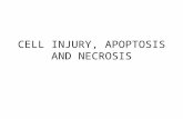 Cell injury, apotosis and necrosis(1)